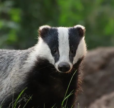 盘点被吃灭绝的动物,被吃最惨的外来物种