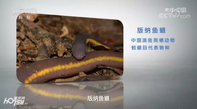 鼎湖山探秘,央视地理中国探秘鱼木洞