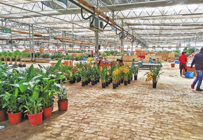 郑州陈砦双桥花卉基地a区271号,陈砦花卉基地直播