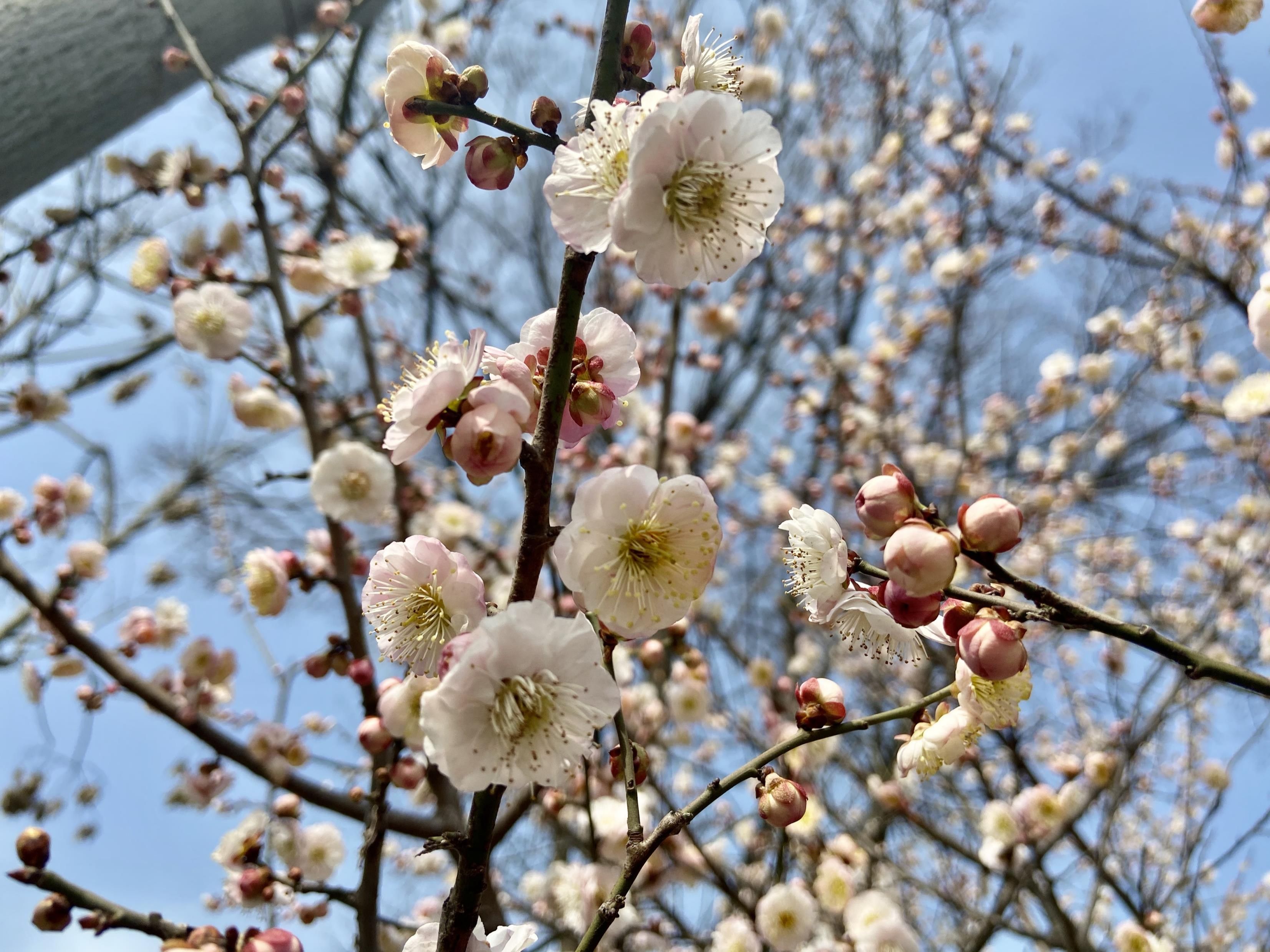 2018桃花盛开地方,春季桃花盛开的地方