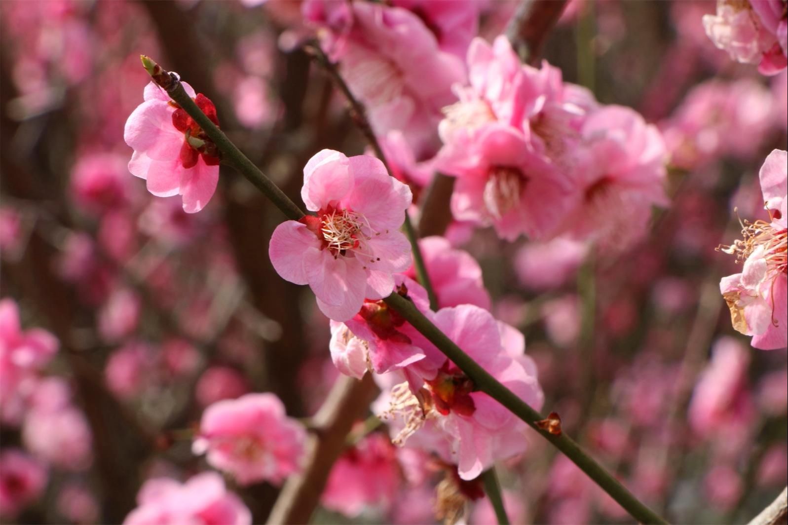 2018桃花盛开地方,春季桃花盛开的地方