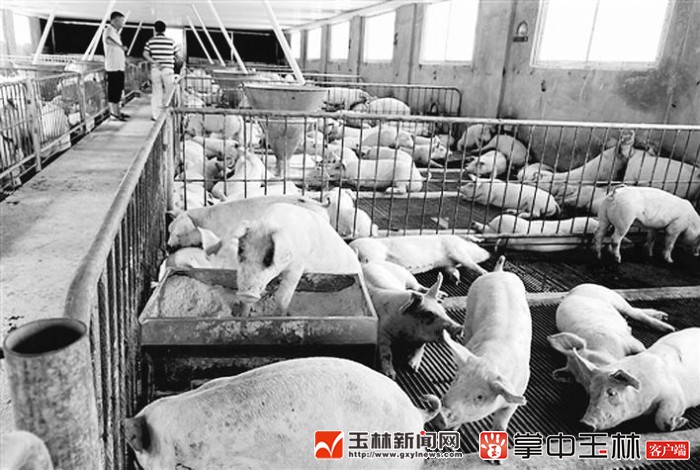 玉林养猪公司加农户合作方式,玉林养猪服务有限公司