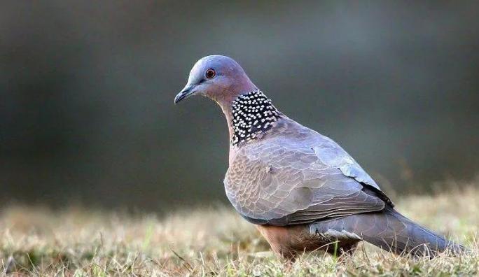 安顺一男子被悬赏5万杀人案,安顺市最新抓人案