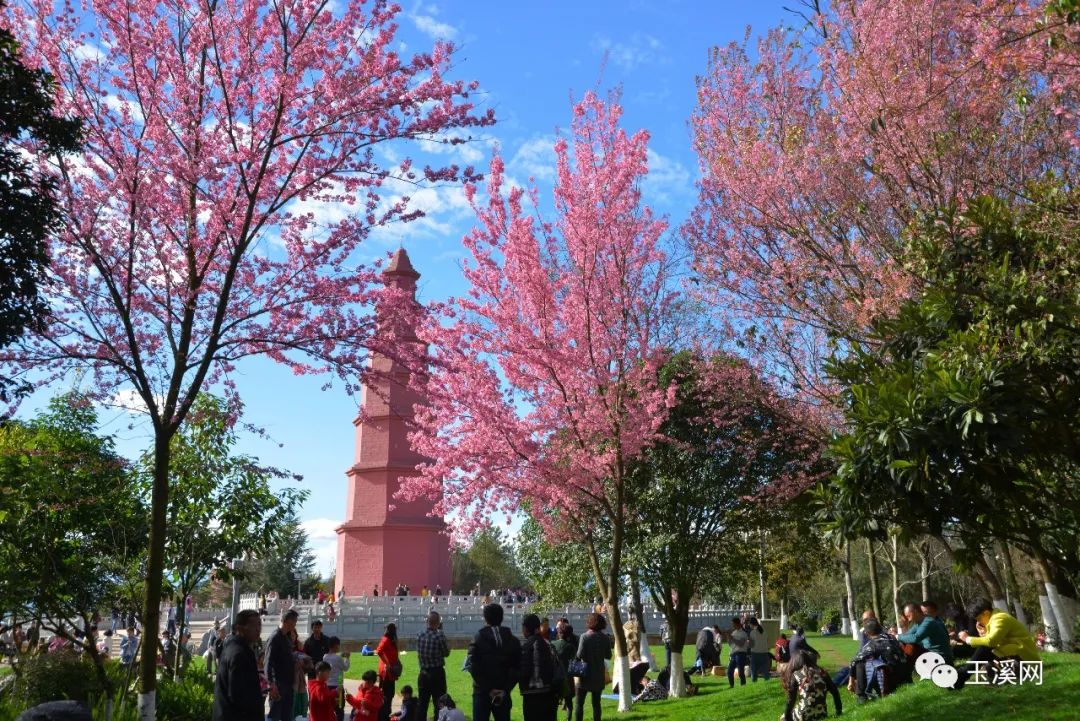 诗情画意文峰路,诗情画意岩茶