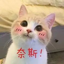 全世界都在吃“四鸭cp”的瓜，而我只关心弟弟的毛孔粗大...