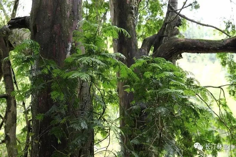 清心养肺,清心养肺项目