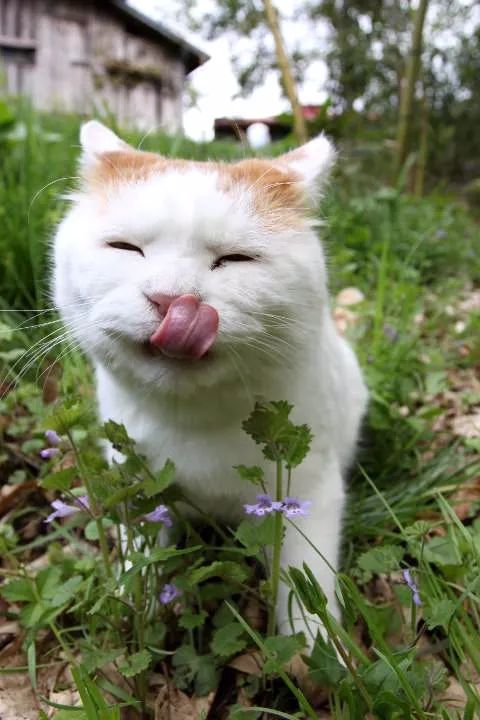 栖霞山植物百科视频,栖霞山上的植物