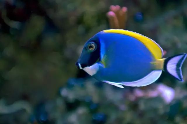 吊类人称“小恶魔”，看我怎么收拾它