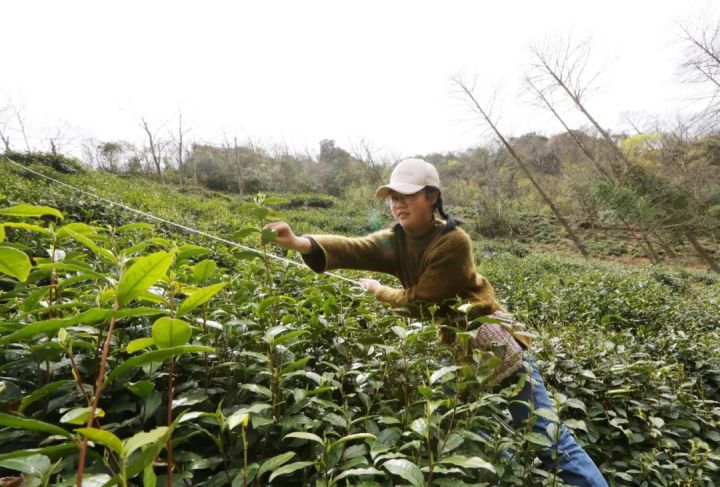 好茶不怕晚，好茶很好喝……今年不容易，好茶还不贵！“特惠版”东坑“雨前茶”今天上线