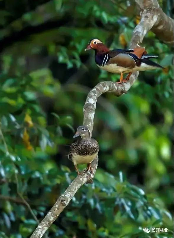 清心养肺,清心养肺项目