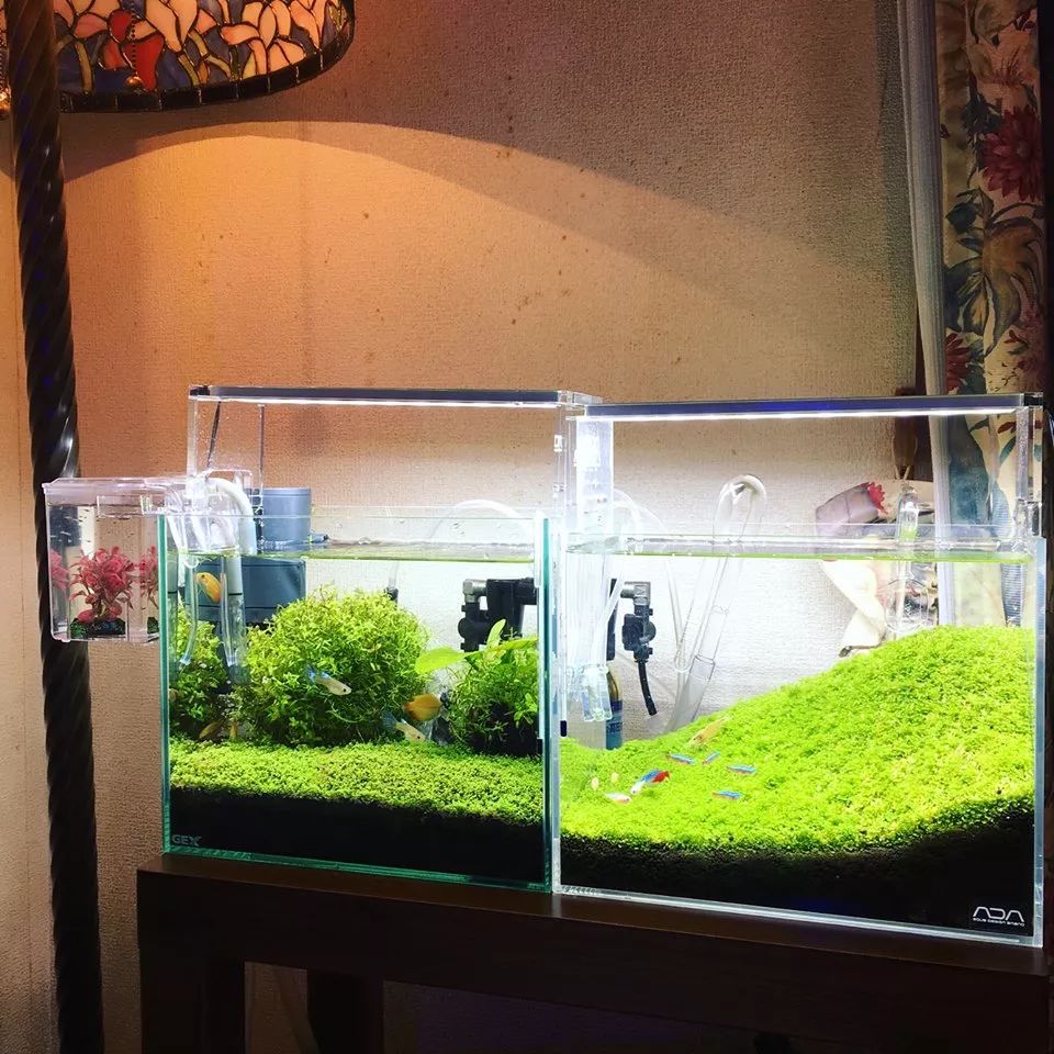 没有过滤的造景缸,没有造景的鱼缸好看吗