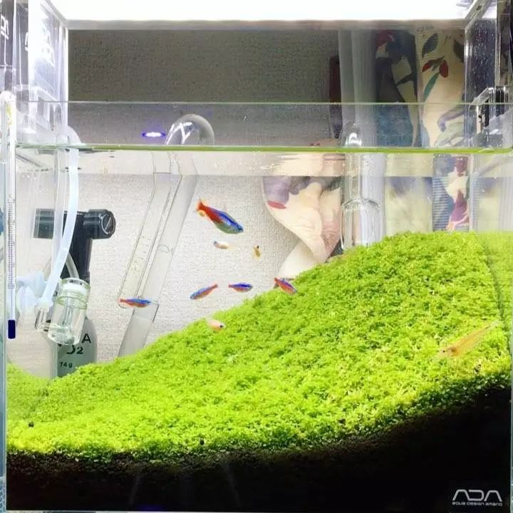 没有过滤的造景缸,没有造景的鱼缸好看吗