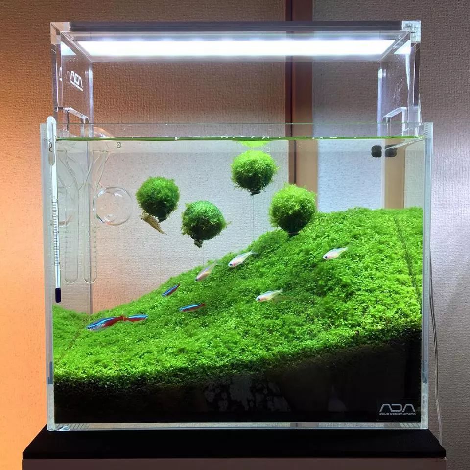 没有过滤的造景缸,没有造景的鱼缸好看吗