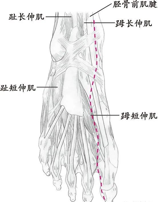 十四经络走向图高清,十四经络走向图