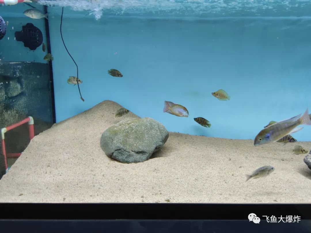 2020慈鲷筑巢大赛~非洲三湖沙雕艺术家的盛宴