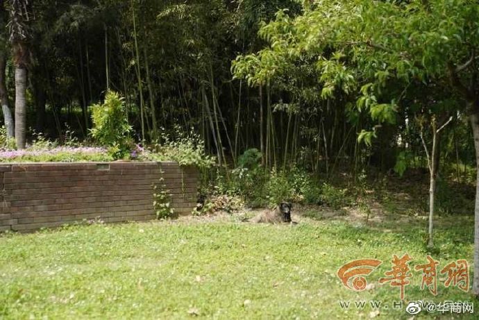 忠犬八公的原视频,忠犬八公视频