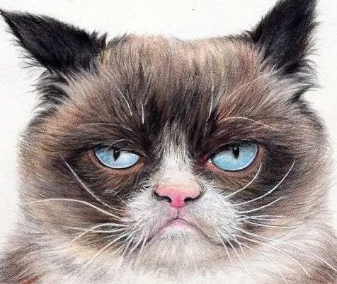 怎么养刚生出来的小猫咪,猫咪怎么养才算是咬人