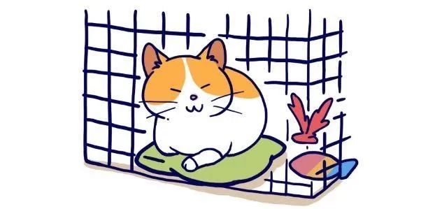 怎么养刚生出来的小猫咪,猫咪怎么养才算是咬人