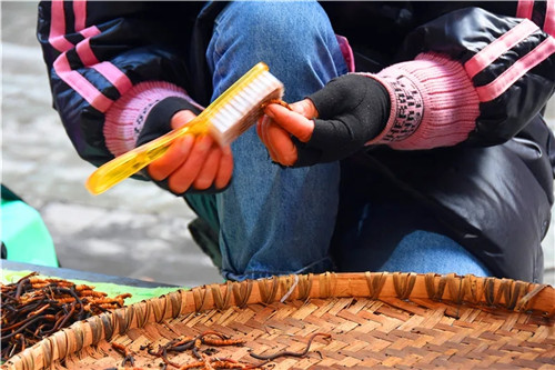 松潘古城虫草市场,四川虫草网上商城