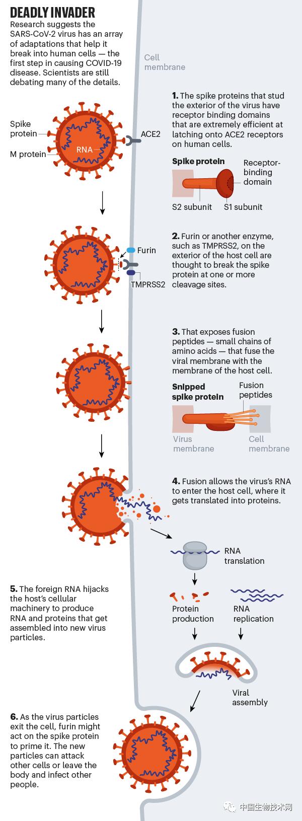 解读最新新冠病毒,nature关于新冠的文章名字