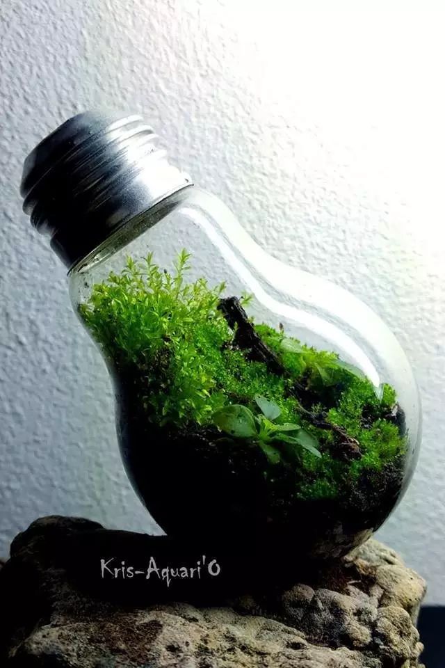 胶囊微景观,胶囊景观