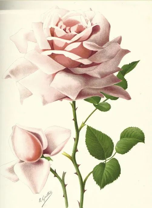 中国月季城市,市花为月季的城市有几个