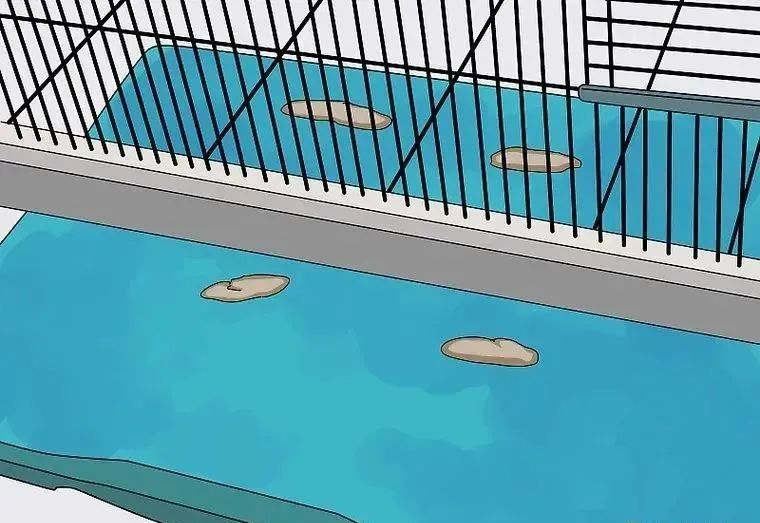 心疼……鸡尾鹦鹉拉稀了，怎么办？