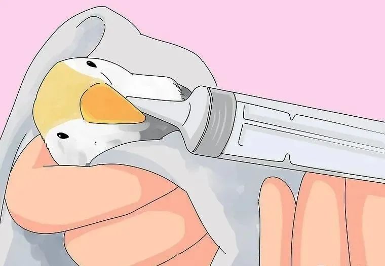 心疼……鸡尾鹦鹉拉稀了，怎么办？