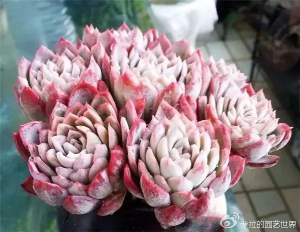 那些年被肉友爱过且脸盲过的月影系！你都有吗？