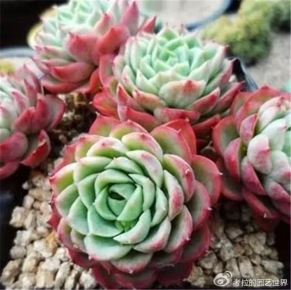 那些年被肉友爱过且脸盲过的月影系！你都有吗？