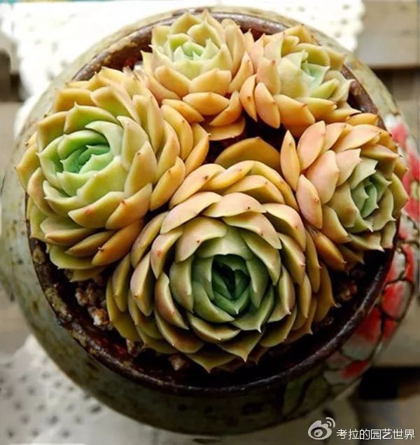 那些年被肉友爱过且脸盲过的月影系！你都有吗？