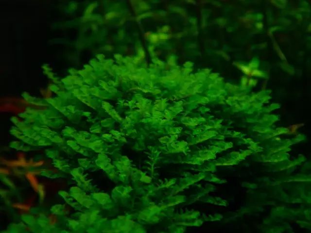 草缸适合养哪些冷水生物,纯绿苔缸适合养什么