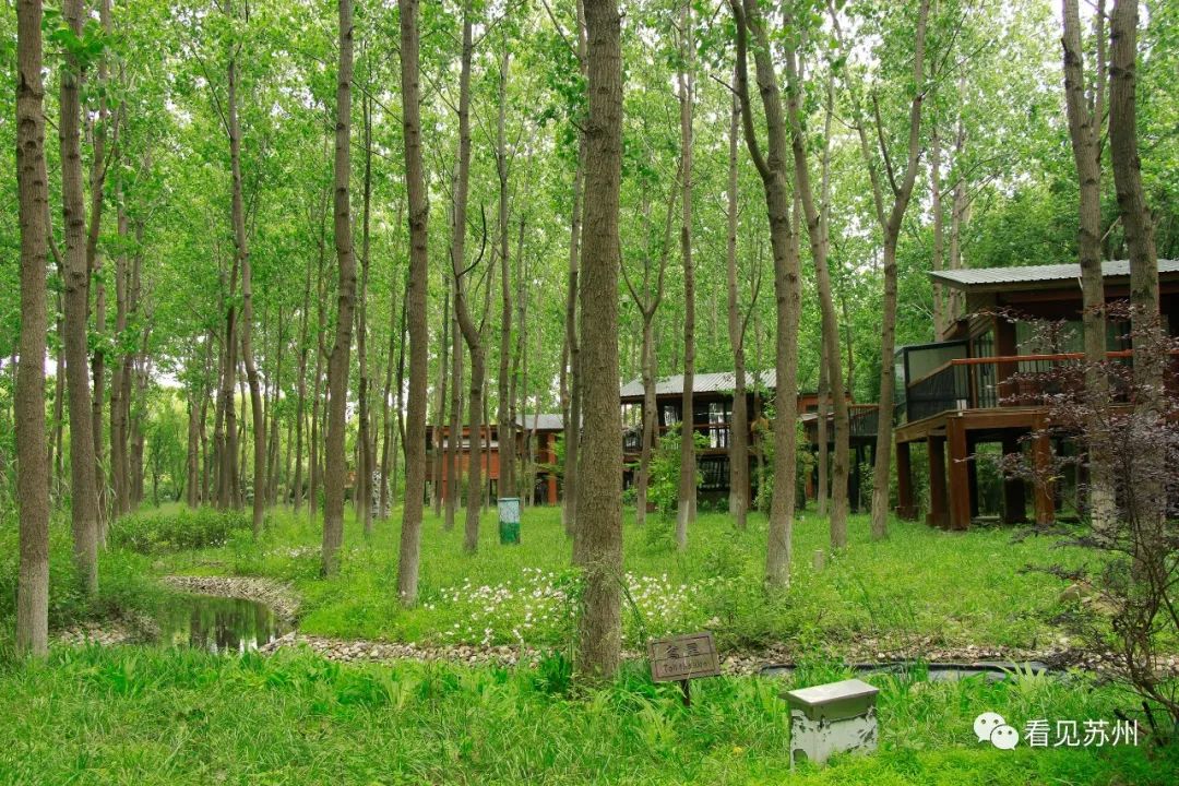 苏州森林里野奢树屋,苏州泡温泉度假的地方推荐