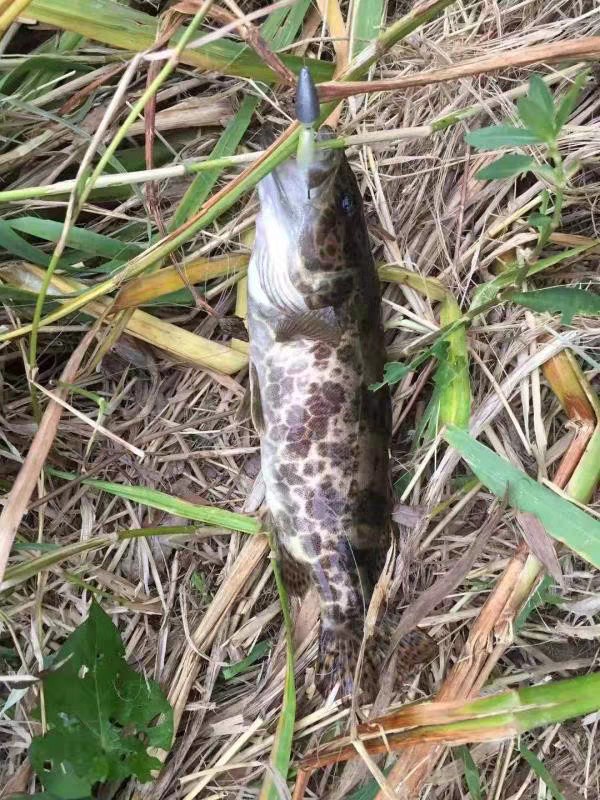 上鱼是什么体验,上鱼必备品榜单是什么意思