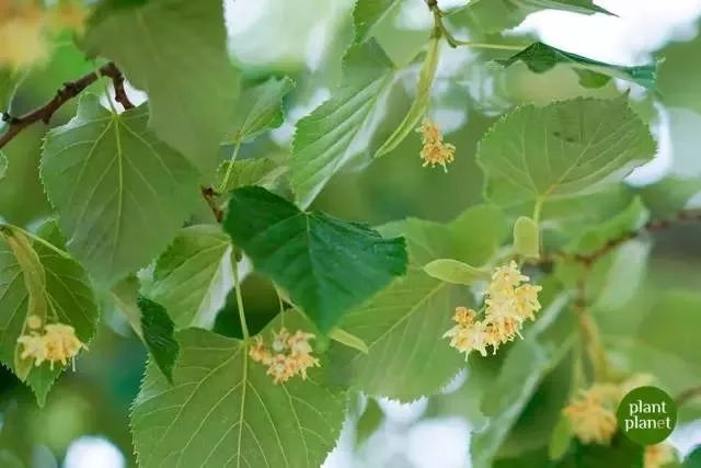 香到舔杯，状似奶油的椴树雪蜜条，是我吃过最好的蜂蜜