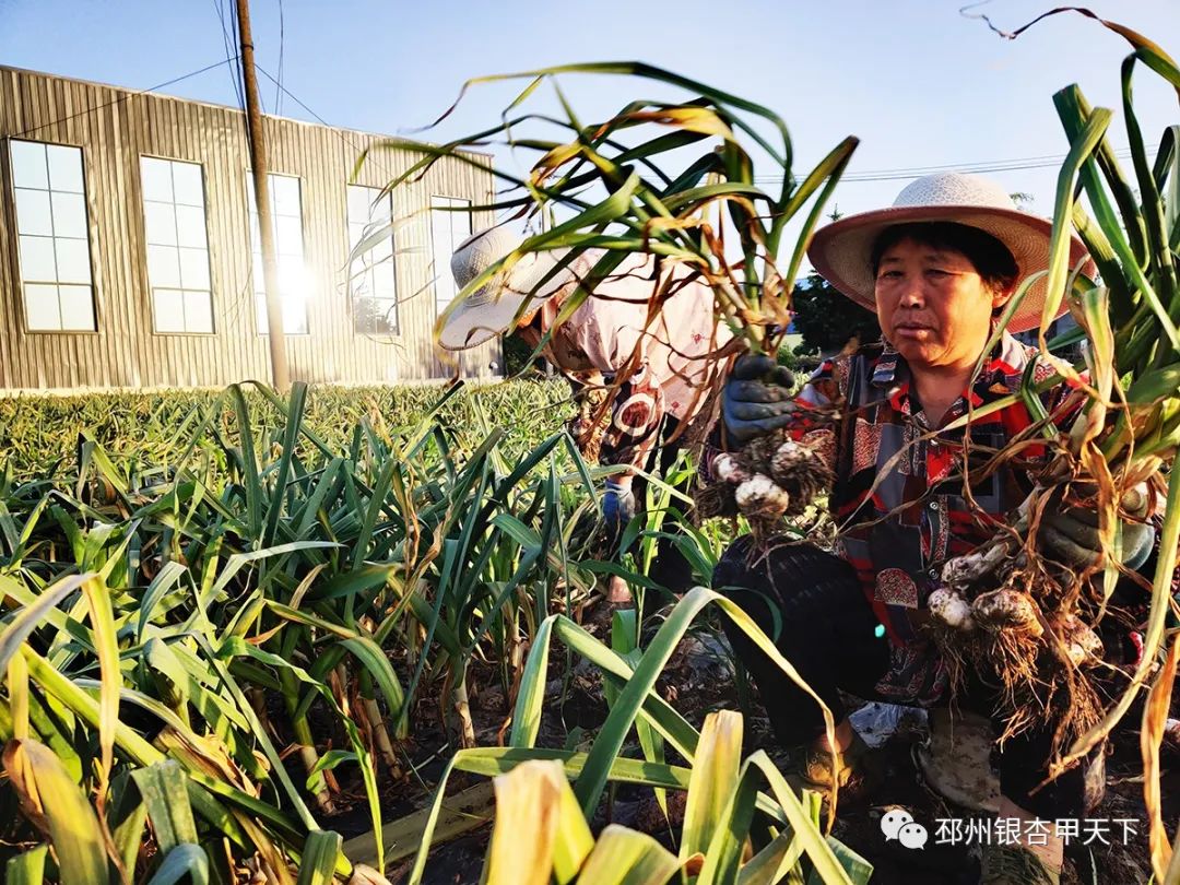 大蒜收获季！邳州强化服务助农解忧