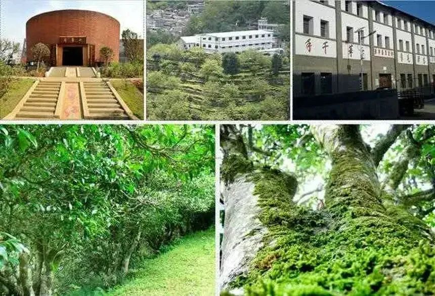 保山茶区最有名的茶叶是什么茶,保山最好的茶叶品牌是什么
