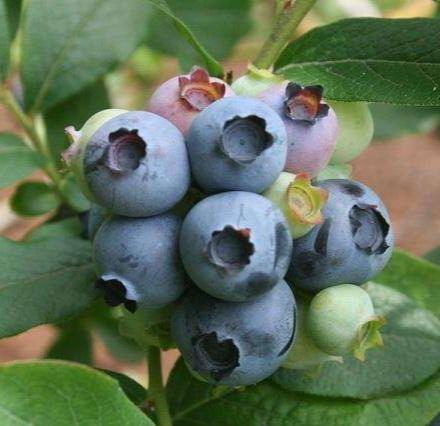 象山大徐镇的蓝莓,象山摘蓝莓