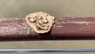 纯天然的野货视频,纯天然野货