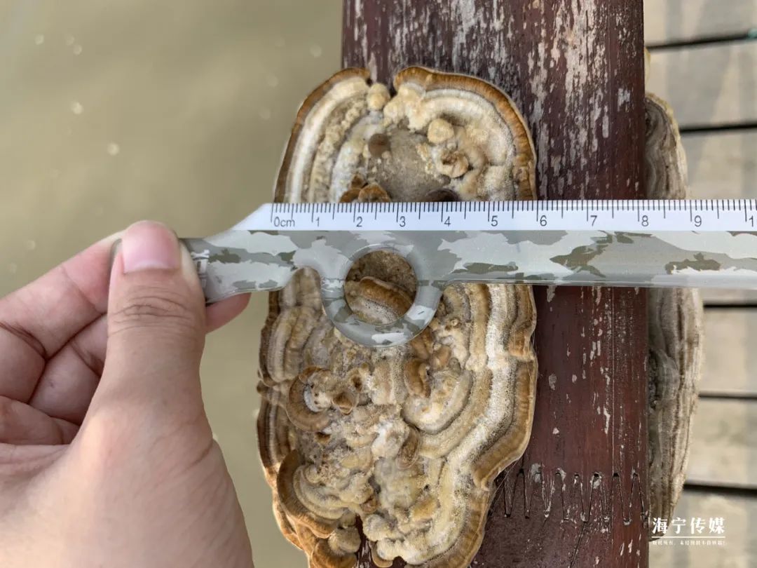 纯天然的野货视频,纯天然野货