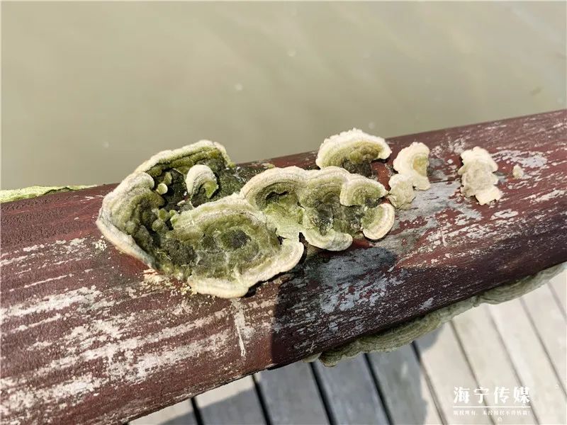 纯天然的野货视频,纯天然野货