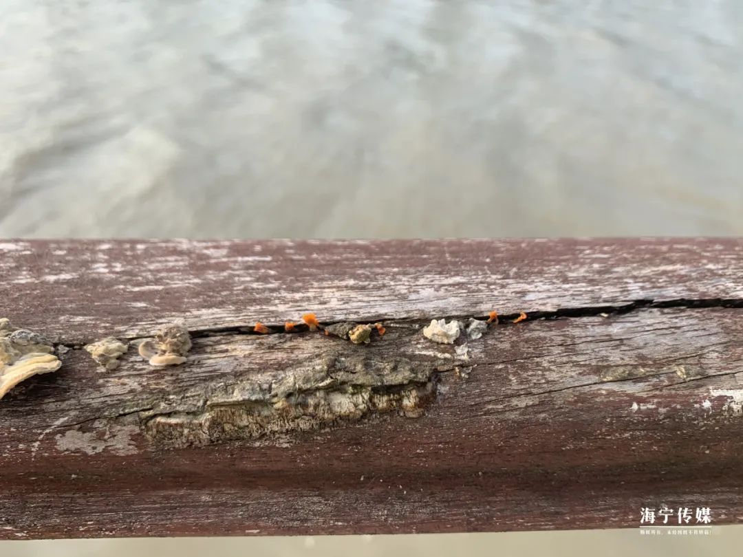 纯天然的野货视频,纯天然野货