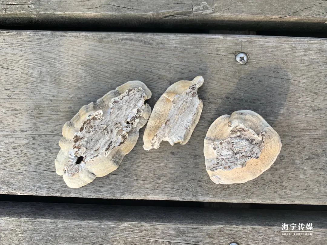 纯天然的野货视频,纯天然野货