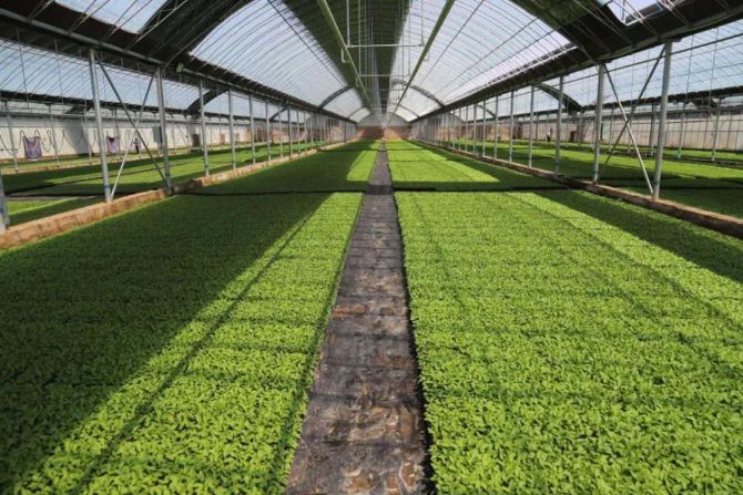 鄂托克前旗德善,德善草原