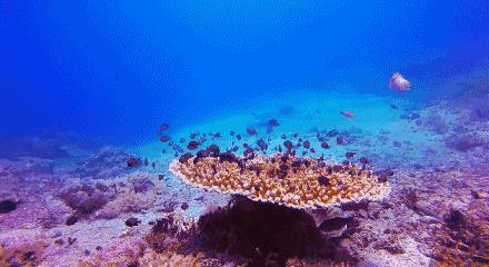 马代度假攻略,马代奢享酒店