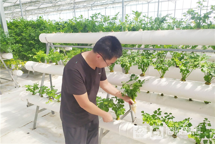 东营市利津县：“盐窝”变“金窝”，传统农业镇的“变形记”