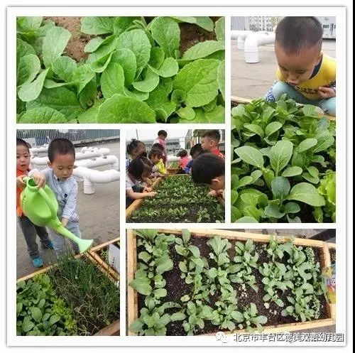 丰台第一幼儿园招生简章,德美双语幼儿园