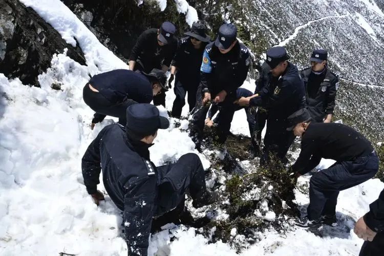 他们不是山神，却是虫草山上的守护神！