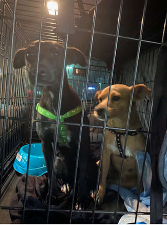 停车场汪见路过车“肉身拦截”求*养包**　店员叹：它们在这很久了