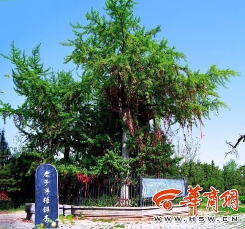 秦岭十大古树,秦岭神树系列